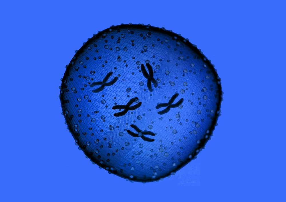 Coronavirus : les consignes du CFCM