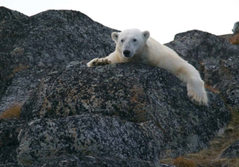 Stopper la 6e extinction de masse : l’appel d’un spécialiste de la protection animale