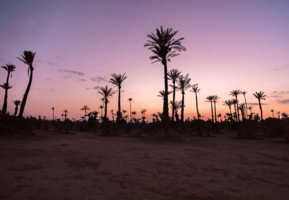 Algérie/Maroc : Figuig, à l’ombre des palmiers de la discorde