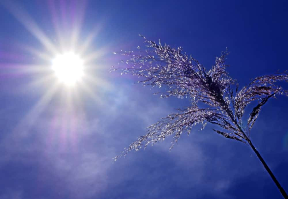 Canicule : 50 ° en France, un scénario « possible » selon les experts