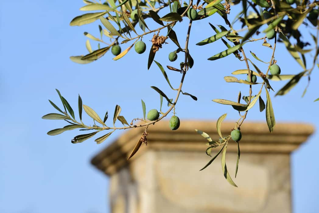 Villeparisis : le 12 juin, un "Jardin de la paix" pour sceller l'amitié islamo-chrétienne