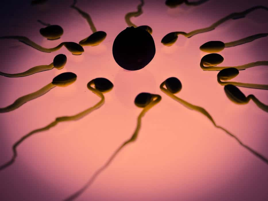La fertilité masculine en chute libre dans le monde