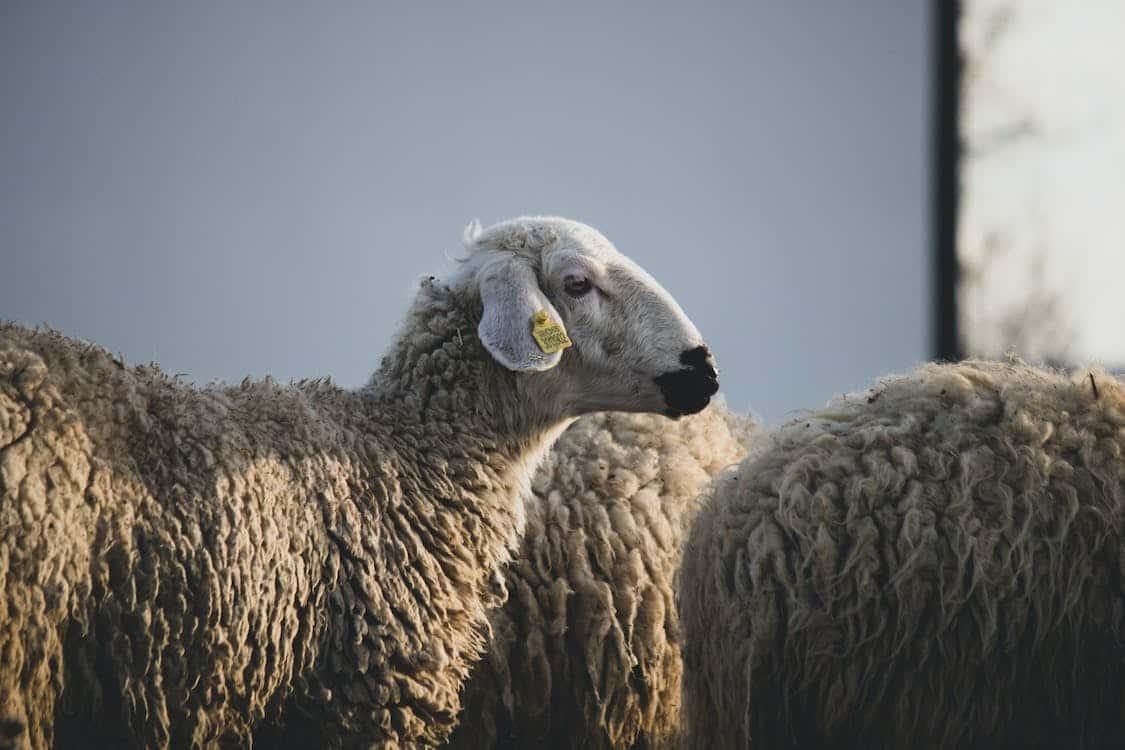Le préfet de l’Hérault règlemente l'abattage rituel de l’Aïd al-Adha