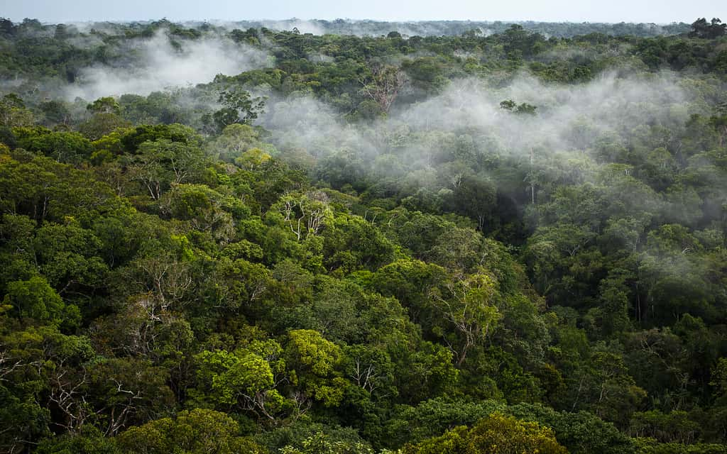 Brésil : la déforestation de l’Amazonie a diminué de moitié en 2023