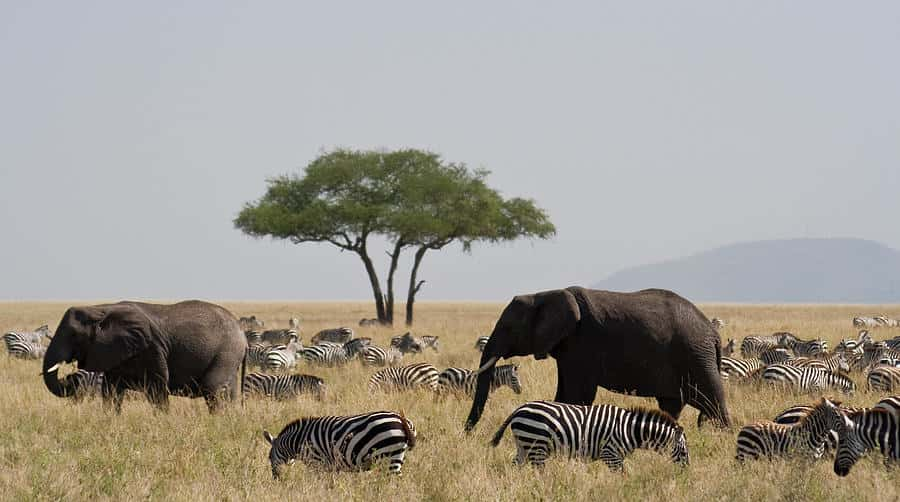 La sècheresse pousse la Namibie à l'abattage d'animaux sauvages pour nourrir sa population