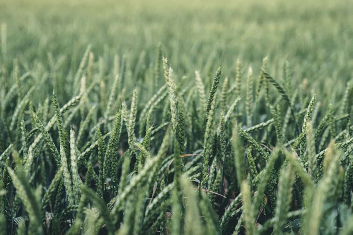 Les plantes peuvent communiquer entre elles en cas de danger