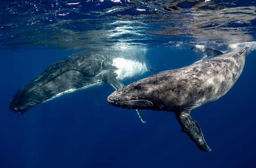 Science : les chants des baleines décryptés par des chercheurs